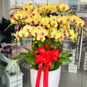 Chậu 12 cành lan hồ điệp Vàng