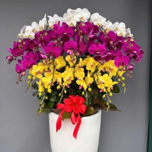Chậu 25 cành Lan Hồ Điệp