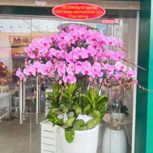 Chậu Lan Hồ Điệp 20 cành Hồng