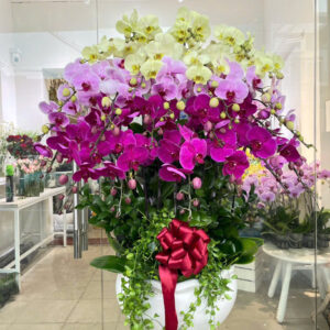 Chậu 25 cành Lan Hồ Điệp