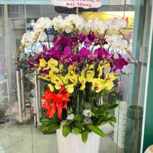 Chậu 25 cành mix 3 màu