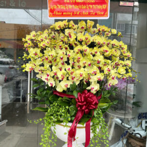 Chậu Lan Hồ Điệp 39 cành vàng