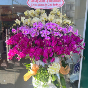 Chậu Lan Hồ Điệp 36 cành