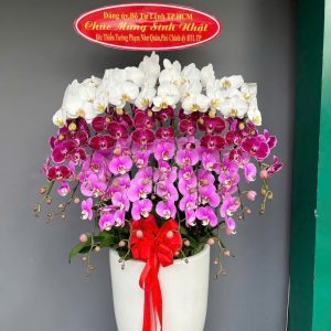 Chậu Lan Hồ Điệp 20 cành mix 3 màu