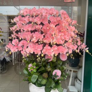 Chậu Lan Hồ Điệp 60 Cành Hồng Vip