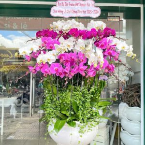 Chậu 25 cành lan hồ điệp mix 3 màu