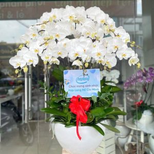 Chậu Lan Hồ Điệp 12 cành trắng