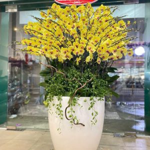 Chậu Lan Hồ Điệp 60 Cành Vàng Siêu Vip