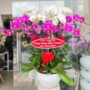 Chậu Lan Hồ Điệp 10 cành mix trắng tím đột biến
