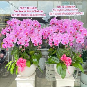 Chậu Lan Hồ Điệp 10 cành hồng