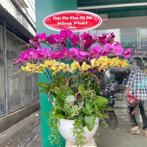 Chậu Lan Hồ Điệp 20 cành mix 3 màu