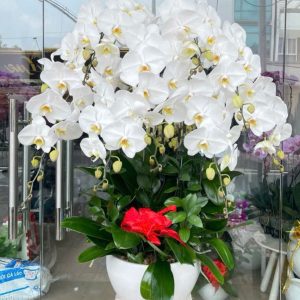 Chậu lan hồ điệp 10 cành trắng