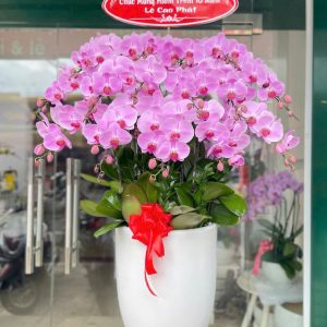 Chậu lan hồ điệp 15 cành hồng