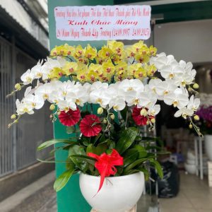 Chậu lan hồ điệp 15 cành mix tím vàng