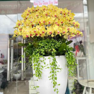 Chậu Lan Hồ điệp 39 cành vàng