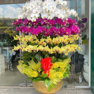 Chậu Lan Hồ Điệp 39 cành mix 3 màu