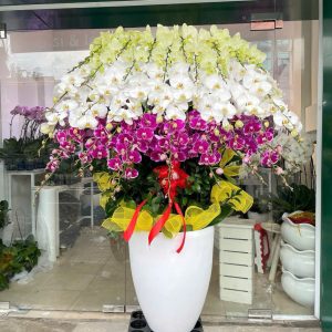 Chậu Lan Hồ Điệp 39 Cành Mix 3 màu