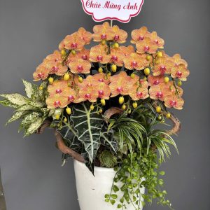 Lũa Lan Hồ Điệp Cam