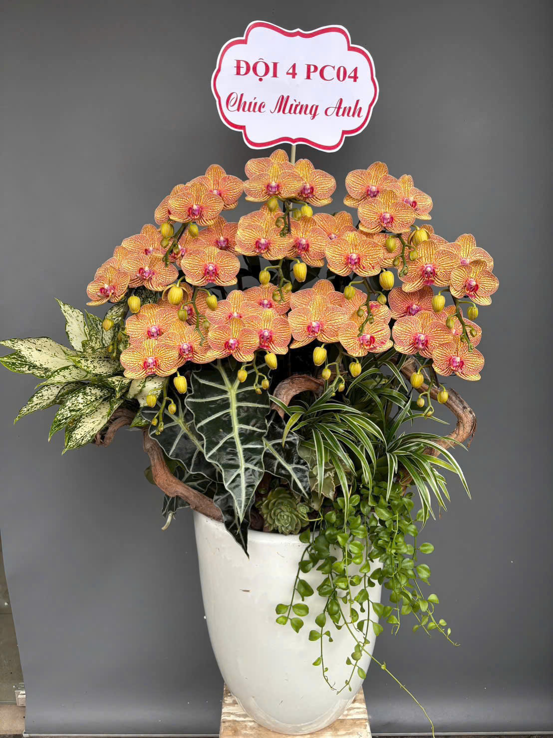 Lũa Lan Hồ Điệp Cam